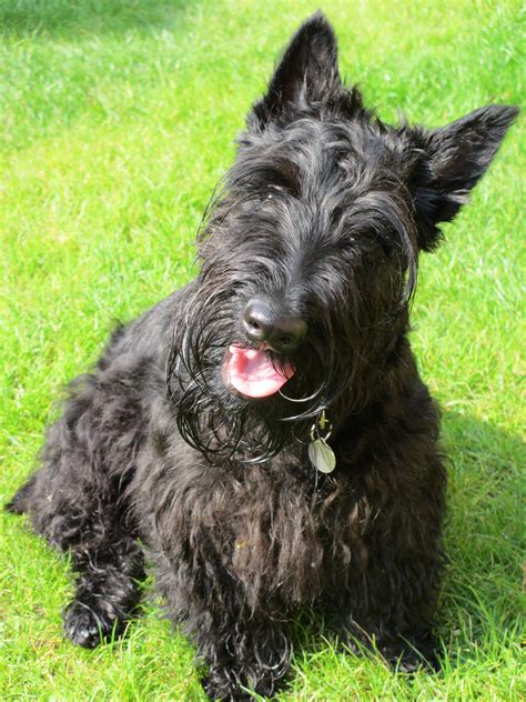 File:Scottish terrier .jpg - Simple English Wikipedia, the free ...