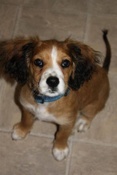 Adopt Grizzley on | Cocker spaniel/beagle mix | Pinterest | Beagle, Dog ...