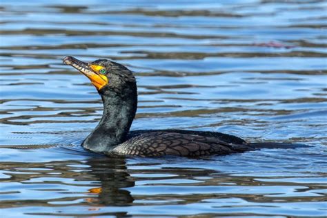 A Federal Bird Kill in the Columbia River Did Nothing to Save Salmon ...