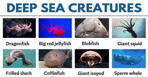 Deep Sea Creatures: List of 25+ Creatures that Live in Deep Ocean - ESL ...