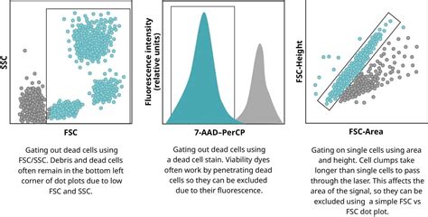 Data analysis in flow cytometry | abcam