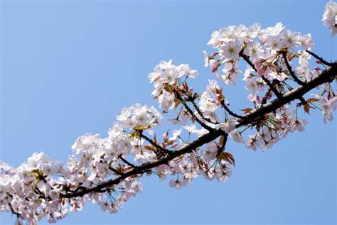 Wild cherry blossoms stock photo. Image of flores, spring - 18774468