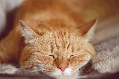 Royalty Free Ginger Cat Pictures, Images and Stock Photos - iStock