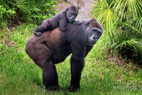 Mom and Baby Gorilla Photograph by Stephanie Hayes