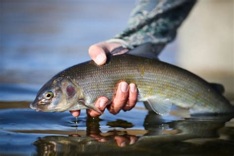 10 Unique Species of Fish in Montana - Discovering Montana