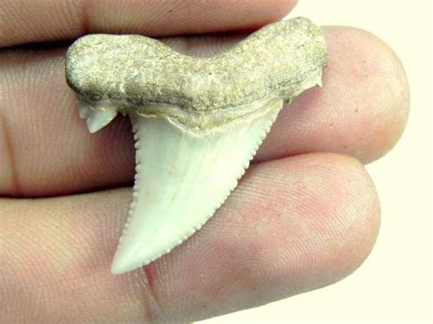 Auriculatus Shark Teeth - JTS Sharks Teeth