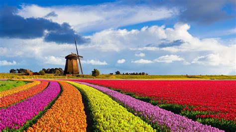 Colourful curved tulip fields in front of a traditional Dutch windmill ...