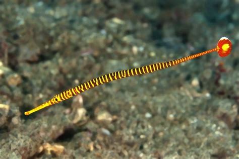 Pipefish - Seahorse Facts and Information