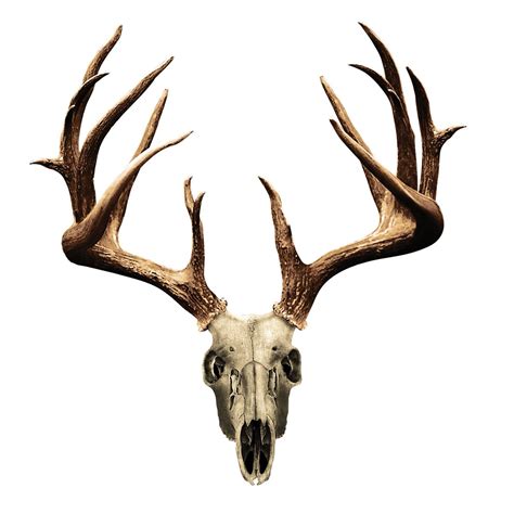 Chest Deer Skull Drawing, Deer Skull Tattoos, Stag Tattoo, Hunting ...