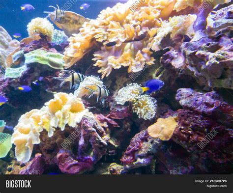 Exotic Saltwater Fish Image & Photo (Free Trial) | Bigstock