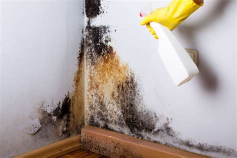 Mold on Walls: 2022 Tips for Removal and Remediation