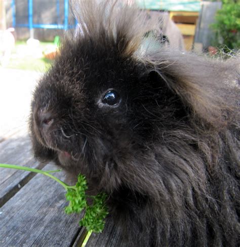 All Things Guinea Pig: Yeti the alpaca