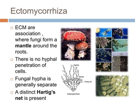 Mycorrhiza and its types | PPT