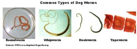 Dog Worms Types: Symptoms Treatment and Prevention