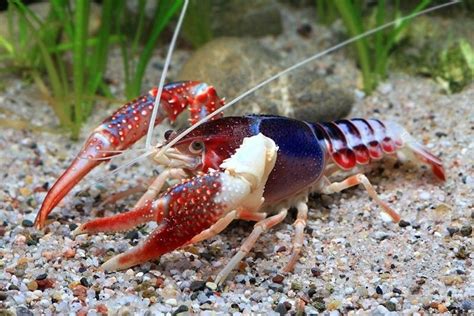 Scarlet Crayfish, Ghost Morph | Crustaceans, Crayfish, Aquarium fish