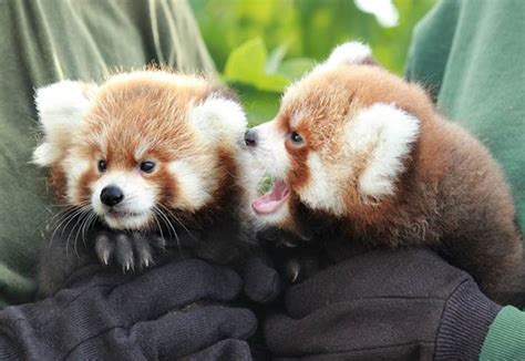 Red Panda Cubs Born at Rosamond Gifford Zoo | Life in the Finger Lakes