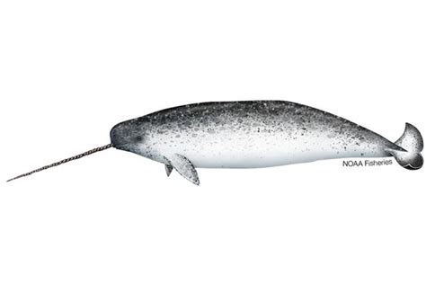 Narwhals