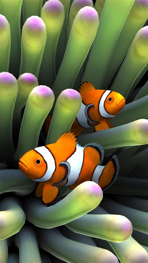 Iphone Clownfish Wallpaper 4k | mywallpapers site | Clown fish ...