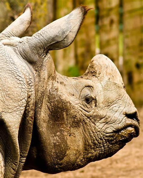 Rhino head stock image. Image of grumpy, rhinoceros, wild - 24866835