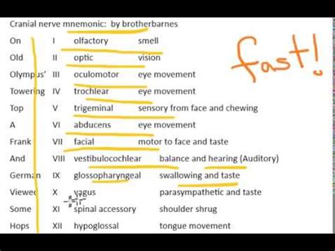 Cranial Nerves Mnemonic Anatomy