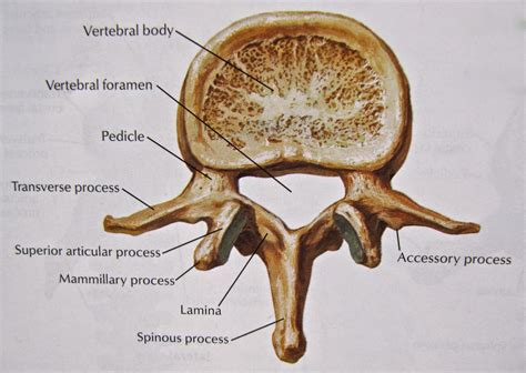 (DOCX) OSTEOLOGY OF THE VERTEBRAE - DOKUMEN.TIPS