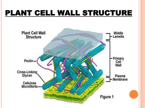 Cell wall structure and function