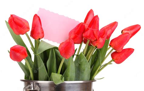 Premium Photo | Beautiful tulips in bucket isolated on white