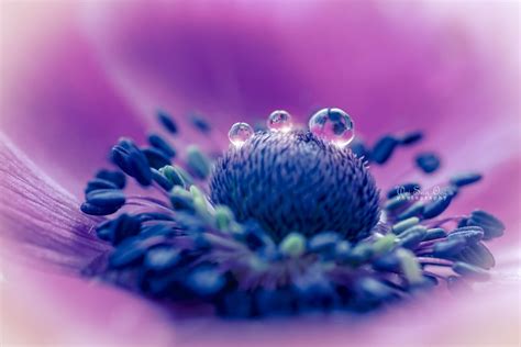 25 Flower Photography Tips