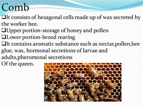 social organisation of honey bee