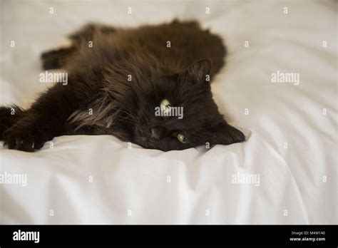 Black cat lying bed hi-res stock photography and images - Alamy