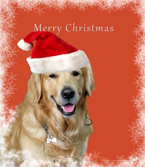 Dog Christmas Card Free Stock Photo - Public Domain Pictures