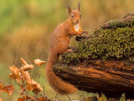 Facts about Red Squirrels - Red Squirrel Survival Trust