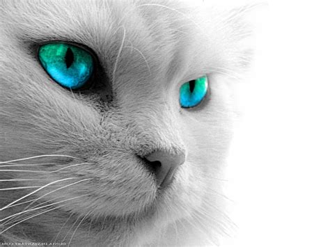 White Cat Blue Eyes Wallpapers - Top Free White Cat Blue Eyes ...