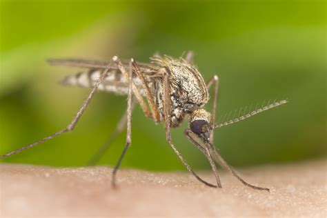 How to Mosquito-Proof Your Swimming Pool this Season - Sunrise Premiere ...