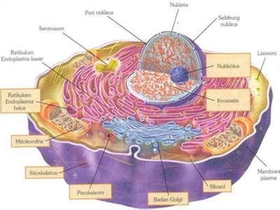 31 Bagian Bagian Yang Menyusun Sel Hewan Beserta Fungsinya - Riset