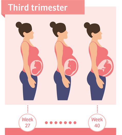 Third trimester | Pregnancy Birth and Baby