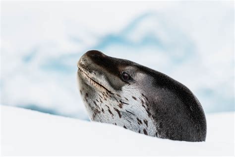 Wildlife - Antarctica