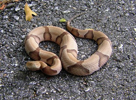 Copperhead Snake Habitat Map