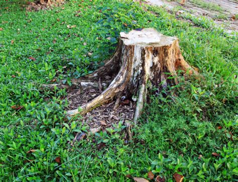 How to Rot a Tree Stump Quickly | 7 Steps for Rotting A Tree Stump in ...