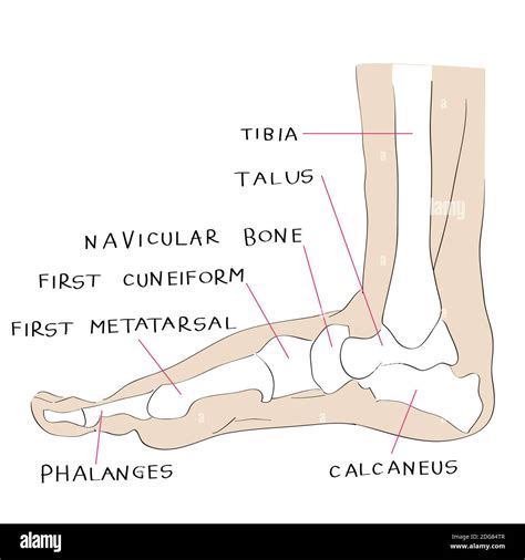 Medial Anatomy Foot High Resolution Stock Photography and Images - Alamy