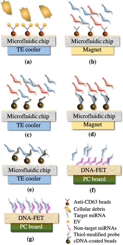 The experimental procedure of target microRNA extraction and detection ...