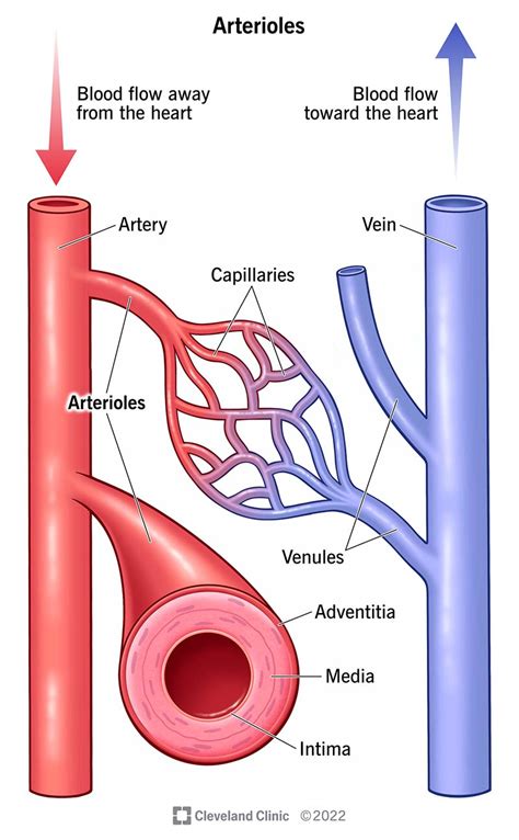 Arterioles: Anatomy and Function