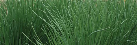 Chive Seeds - Organic Varieties |Johnny's Selected Seeds