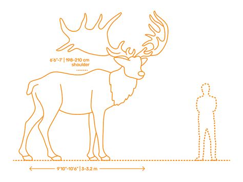 Elk Weight Chart | Blog Dandk