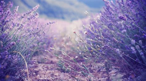 Lavender Flower Wallpaper - WallpaperSafari