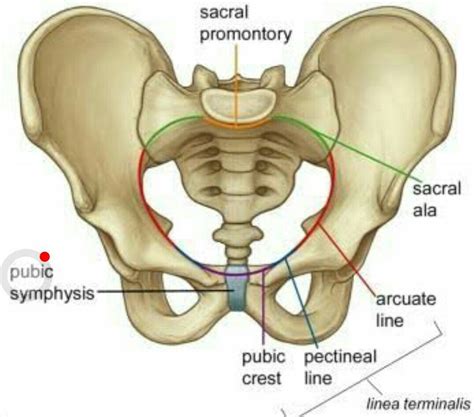 Linea terminalis | Pelvis anatomy, Anatomy, Perineum