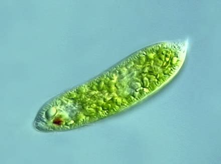 Euglenozoa - CreationWiki, the encyclopedia of creation science