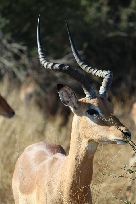 Impala Antelope - Free photo on Pixabay - Pixabay