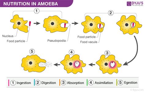 Diagram of Phagocytosis