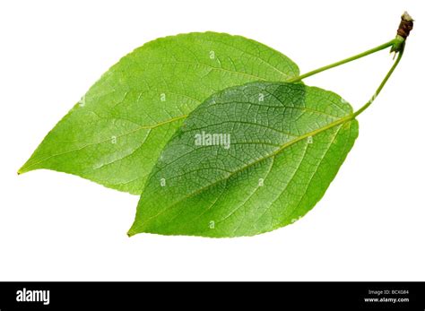 Hojas verdes aislado en blanco Fotografía de stock - Alamy